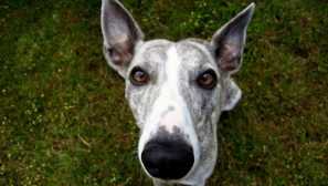 Whippet: произходът на породата и природата на кучето