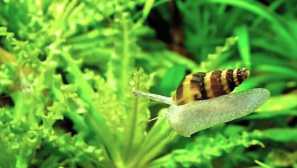 Хелена елена