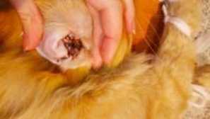 Котка свещ: лечение, симптоми