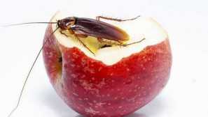 Условията за възпроизвеждане на хлебарки, етапа на тяхното развитие и съответните мерки за борба