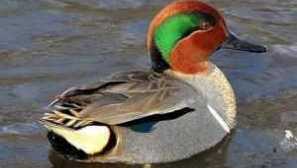 Пилешки свирки. Описание на породата и жизнения цикъл