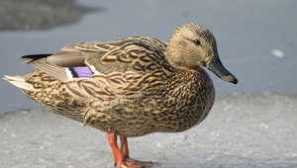 Duck-krakawa: начин на живот, местообитание в природата