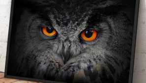 Каква е разликата между филината и бухала