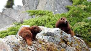 Ванкувър напускане
