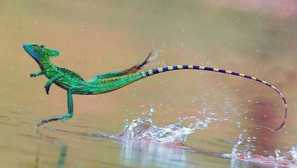 Vasilisk двумапе