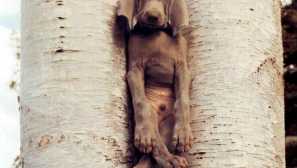 Ваймарани в живота на художника и фотографа уилям вегеман