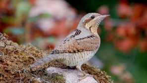 Wryneck