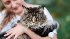 Maine coon тегло по месеци: маса, размери за възрастни котки