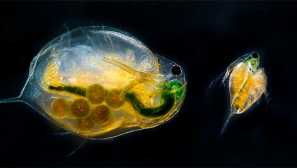 Разклонителни обвивки - описание, размножаване.