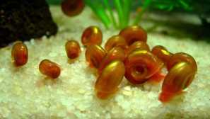 Видове аквариум охлюви: заглавие, снимка, описание