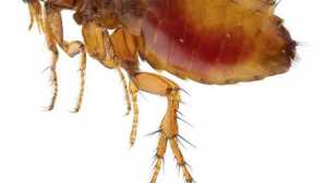 Видове бълхи и техните различия