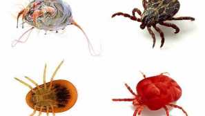 Видове кърлежи опасни паразити за хора и животни, вредители на растения, възможни методи за защита