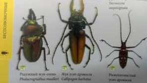 Видове насекоми и имена