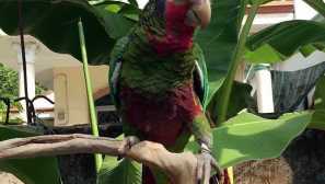 Видове папагали от amazon