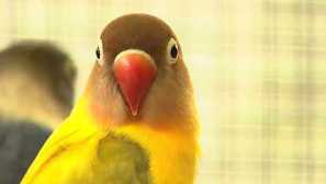 Видове папагал обича