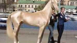 Видове най-скъпите коне в света