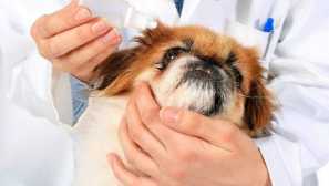 Видове очни заболявания в пекингзе и други декоративни породи