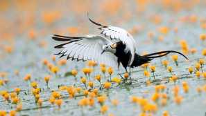 Вода фазанхик