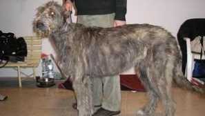 Wolfhound: описание на породата, грижа и снимка на кучета