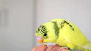 Volystik varya: приятелски, но удари непознати