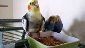 Вълнообразни папагали в една клетка с ъгъл и други птици