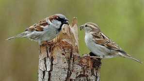 Впечатление