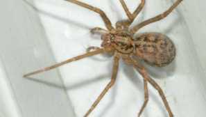 Смешен спайдан