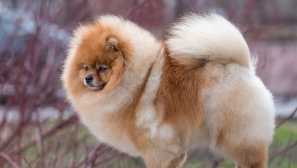 Образование и поддръжка на pomeranian spitz тип мечка