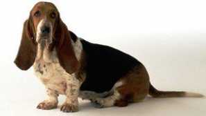 Образование на породата на кученце и снимки бас hound