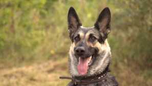 Източноевропейски овчар