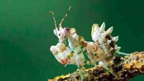 Източноафриканска богомол