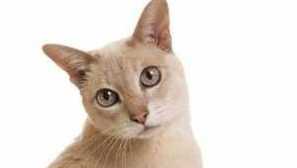 Възраст на котките за човешки стандарти