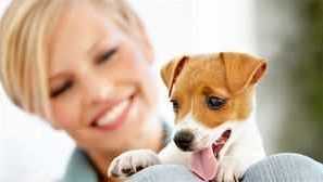 Възраст на кучетата по човешки стандарти