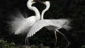 Всичко за бялата халка: какво е, тази грациозна птица?