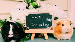 Всичко за бременността и свинете на раждане