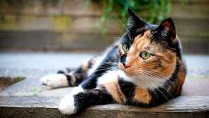 Всичко за котки-метис: плюсове и минуси на препятствията на породите, героите, навиците и съдържанието