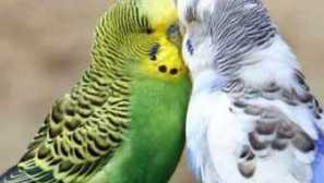 Всичко за отглеждането на папагали