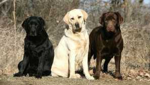 Всичко за цветовете на лабрадор