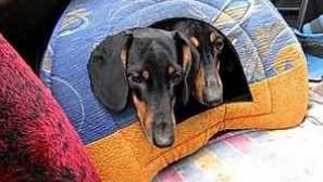 Всичко за удобна къща за кучета, направени на ръка