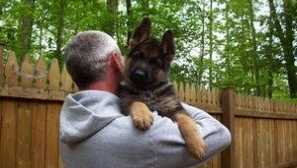 Избор на добро куче в частна къща: какъв вид порода