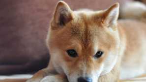 Избор на диета за вътрешен домашен любимец