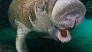 Изчезнали или без морски крави и как изглеждаха