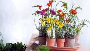 Изгряваща фрезия у дома