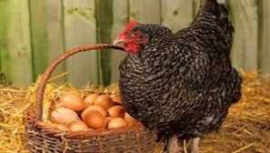 Отглеждане и развъждане на пилета вкъщи за начинаещи