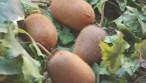 Киви отглеждане у дома