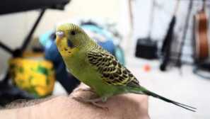 За който папагалът е написал