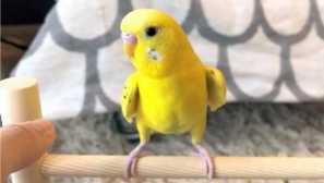 Смешни странности на моя папагал