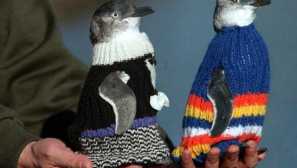 Защо пингвини пуловери