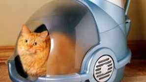 Затворени тоалетни за котки: разновидности на моделите на къщи - тоалетни