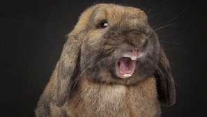 Защита или атака: защо заекът хапе